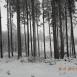 Po Lesie Prudnickim w zimowy dzień