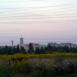 Kurak - Olechów - kurak